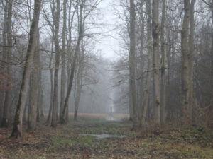 Darko Posarić